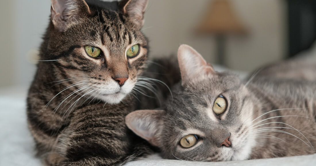 Cats are the Best Choice